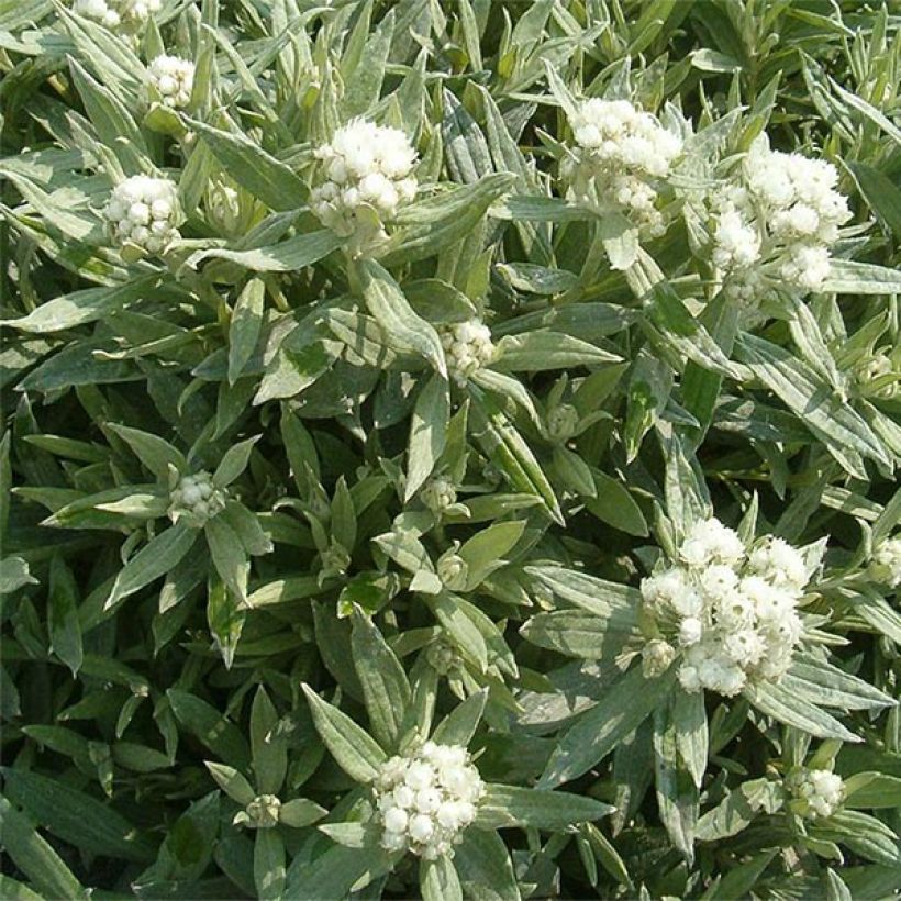 Anaphalis triplinervis Sommerschnee (Floração)