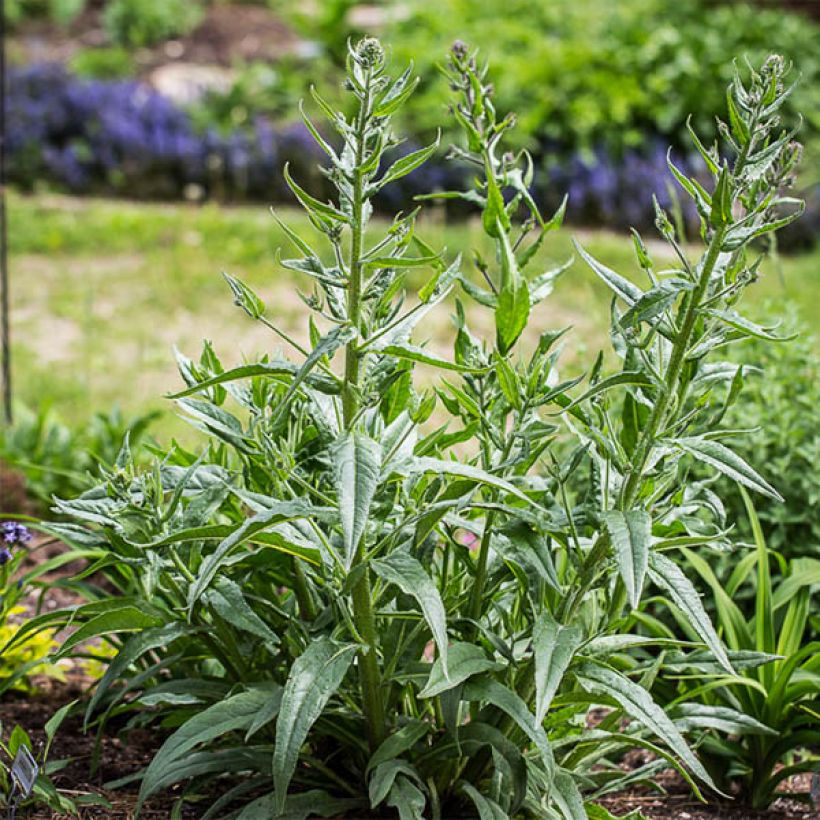 Anchusa azurea Dropmore - Buglosse d'Italie (Port)