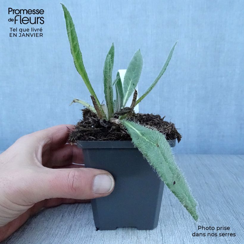 Spécimen de Anchusa azurea Dropmore - Buglosse d'Italie Godet de 8/9 cm tel que livré en hiver