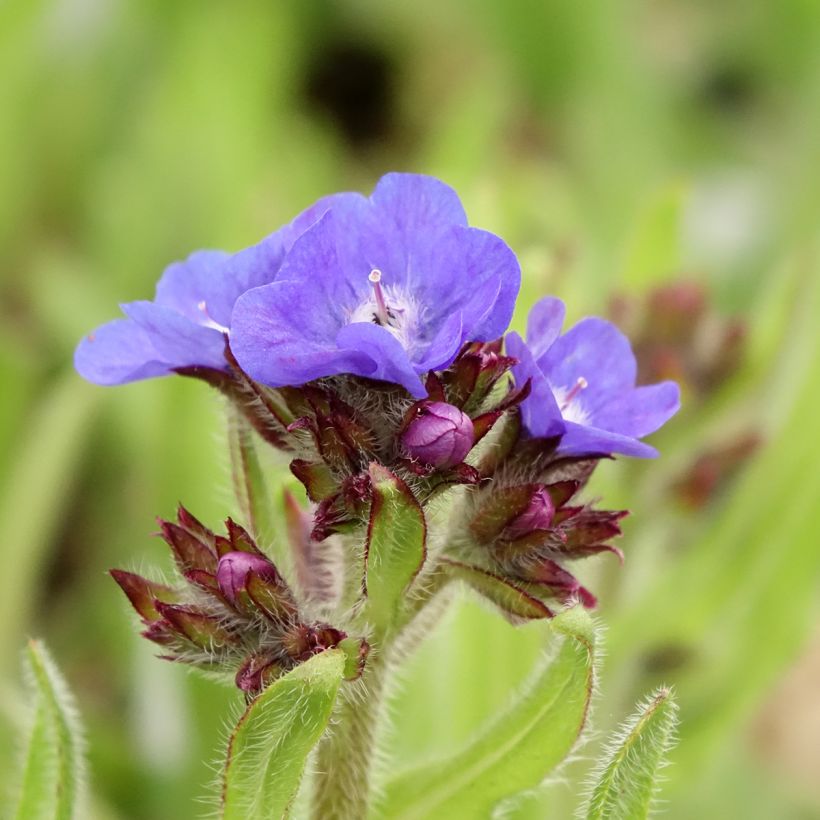 Anchusa azurea Loddon Royalist - Buglosse d'Italie (Floraison)