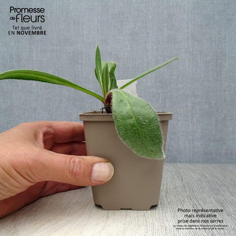 Spécimen de Anchusa azurea Loddon Royalist - Buglosse d'Italie Godet de 8/9 cm tel que livré en automne