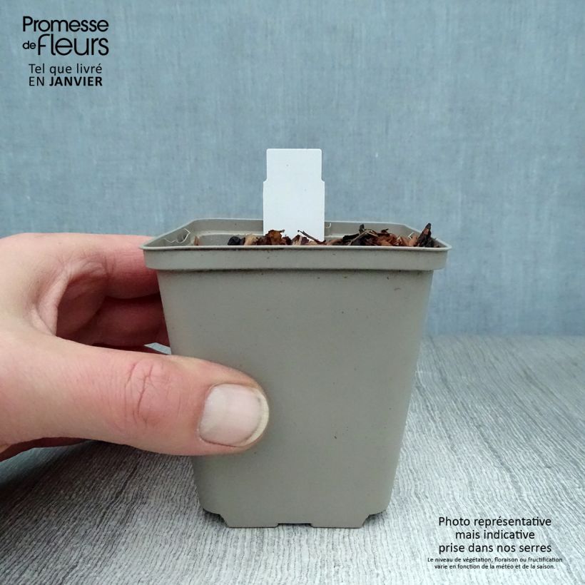 Spécimen de Ancolie, Aquilegia atrata Godet de 8/9 cm tel que livré en hiver