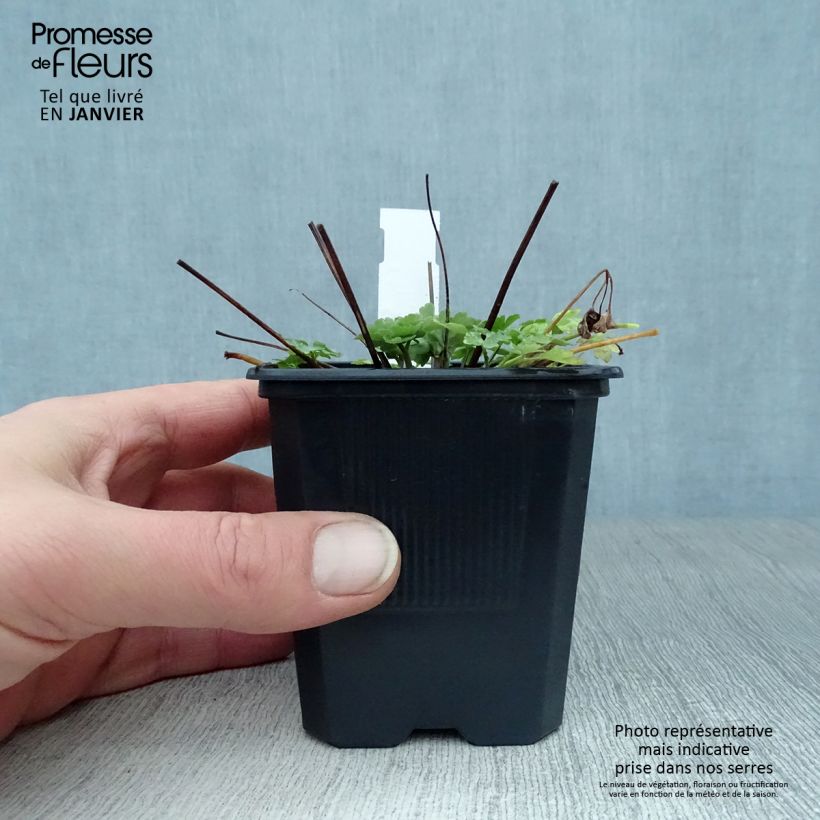 Spécimen de Ancolie, Aquilegia caerulea Kristall Godet de 8/9 cm tel que livré en hiver