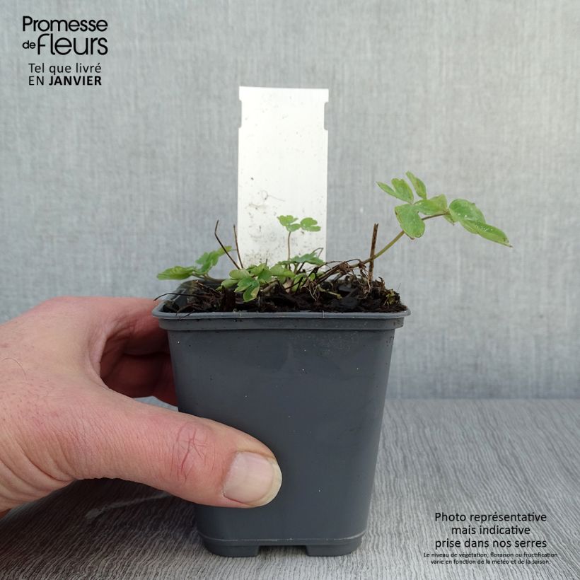 Spécimen de Ancolie - Aquilegia caerulea Rose Queen Godet de 8/9 cm tel que livré en hiver