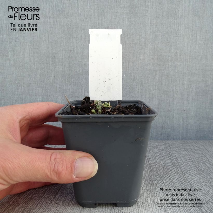 Spécimen de Ancolie, Aquilegia sibirica Godet de 8/9 cm tel que livré en hiver