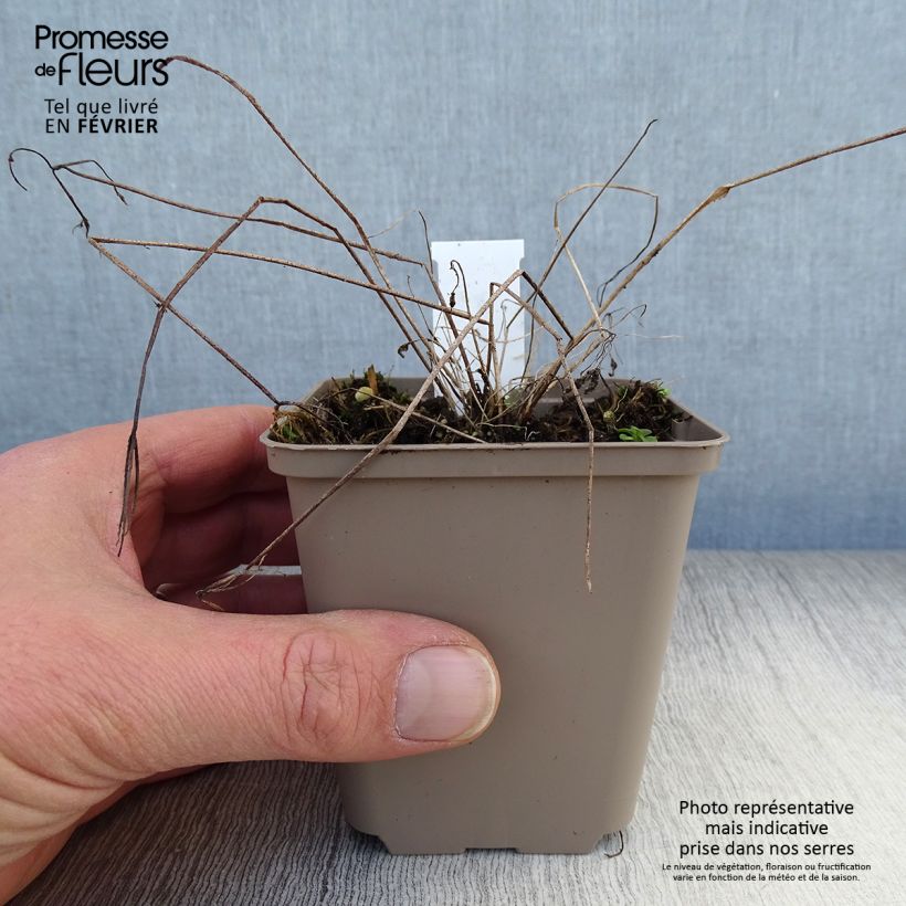 Spécimen de Ancolie - Aquilegia vulgaris Godet de 8/9 cm tel que livré en hiver