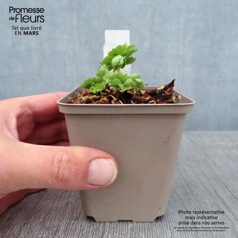 Spécimen de Ancolie - Aquilegia vulgaris Munstead White Godet de 8/9 cm tel que livré en hiver