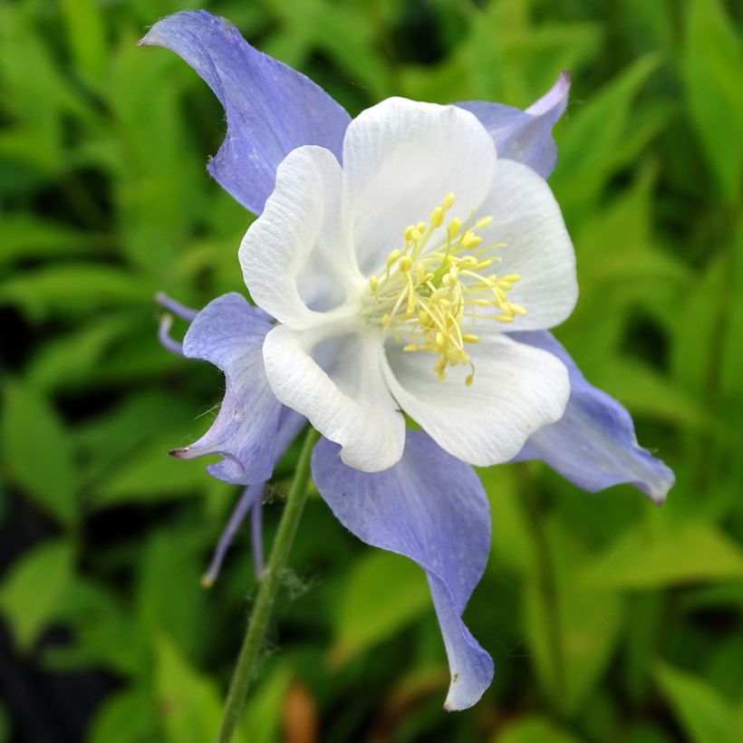 Aquilégia Blue Star (Floração)