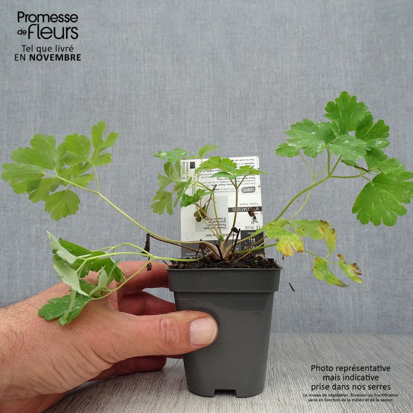 Spécimen de Ancolie Blue Star - Aquilegia (x) hybrida Godet de 8/9 cm tel que livré en automne
