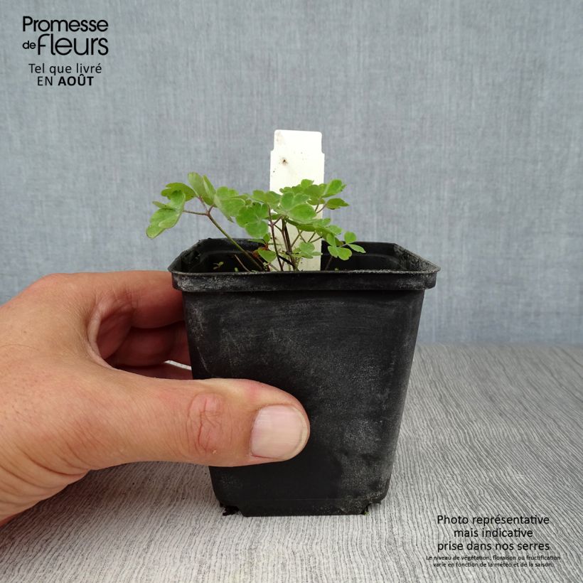 Spécimen de Ancolie Blue Star - Aquilegia (x) hybrida Godet de 7/8 cm tel que livré en été