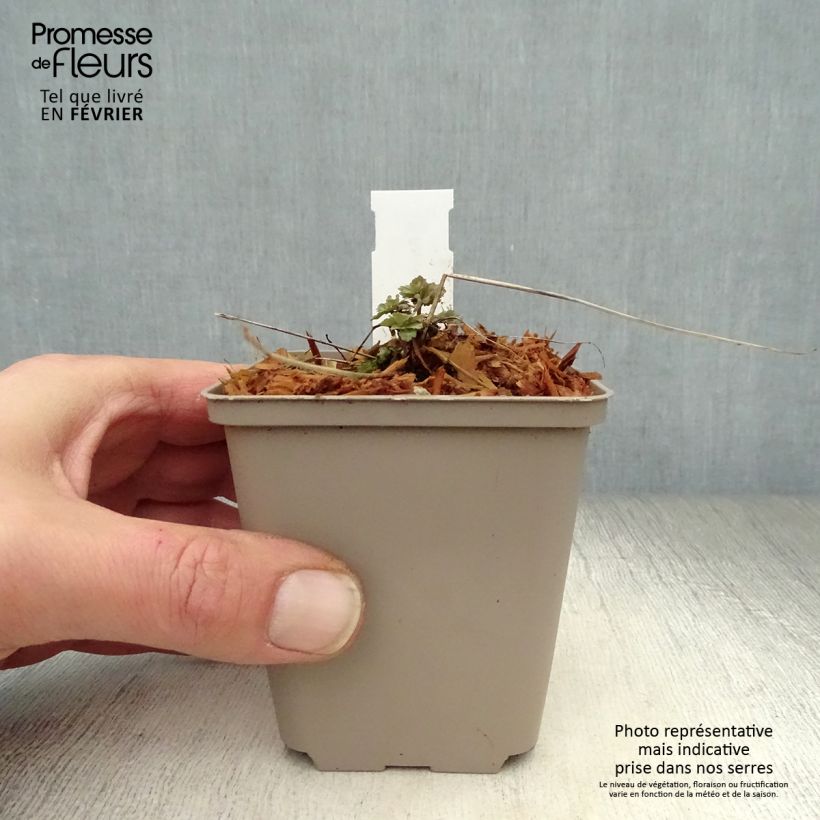 Spécimen de Ancolie Blue Star - Aquilegia (x) hybrida Godet de 7/8 cm tel que livré en hiver