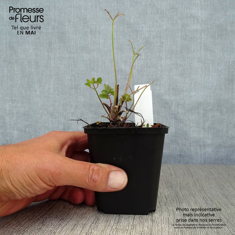 Spécimen de Ancolie Blue Star - Aquilegia (x) hybrida Godet de 7/8 cm tel que livré au printemps