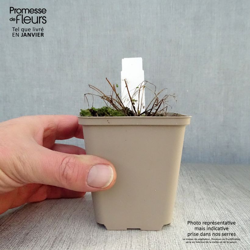 Spécimen de Ancolie Chocolate Soldier - Aquilegia viridiflora Godet de 8/9 cm tel que livré en hiver