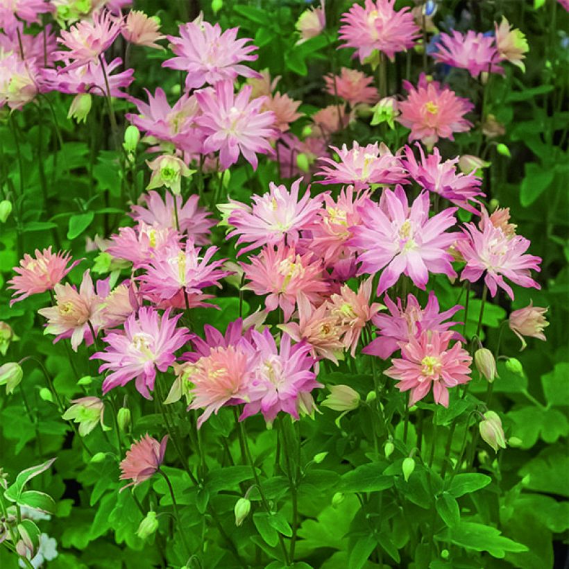 Ancolie Clementine Salmon Rose - Aquilegia vulgaris (Floraison)