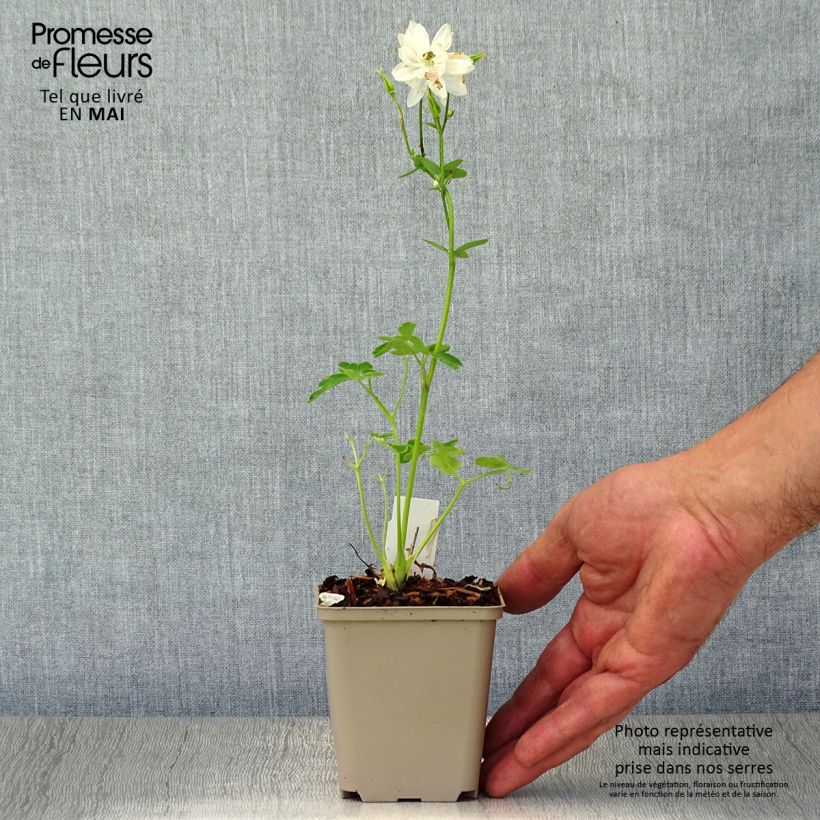 Spécimen de Ancolie Clementine White - Aquilegia vulgaris Godet de 8/9 cm tel que livré au printemps