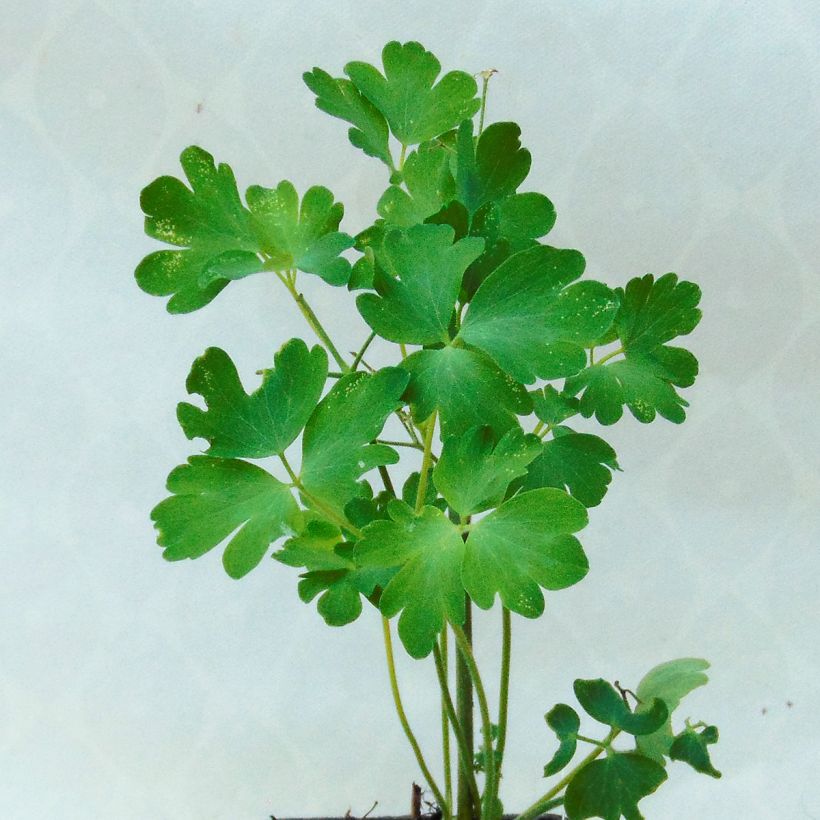 Ancolie Green Apples - Aquilegia vulgaris (Feuillage)
