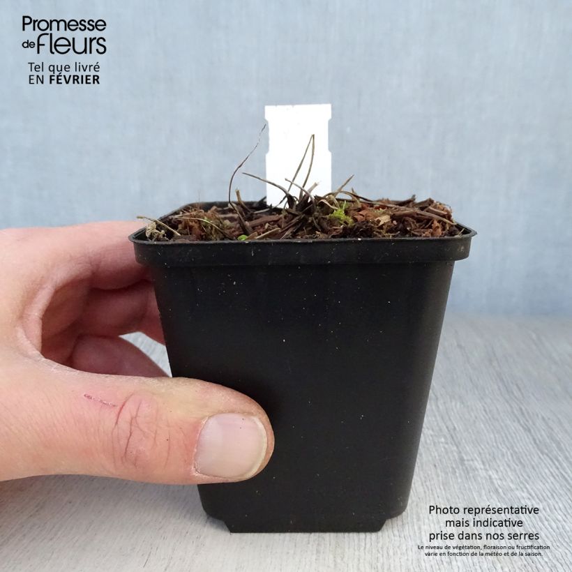 Spécimen de Ancolie Green Apples - Aquilegia vulgaris Godet de 8/9 cm tel que livré en hiver