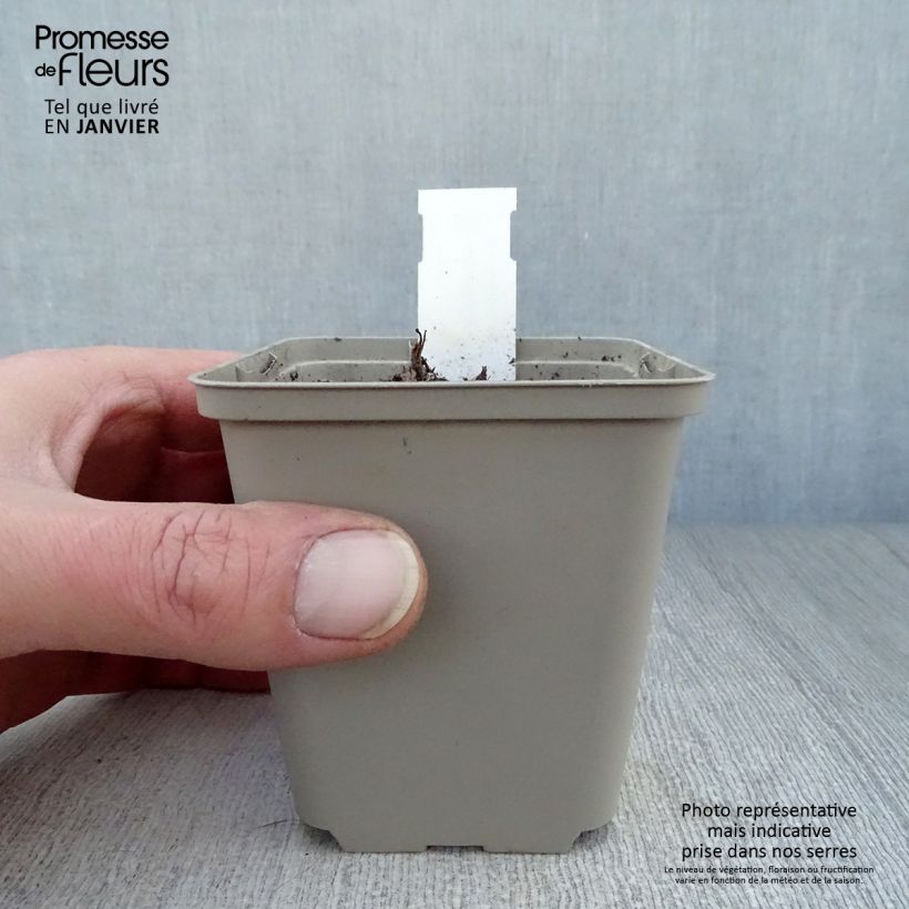 Spécimen de Ancolie Hybride Blue Barlow, Aquilegia Blue Barlow Godet de 8/9 cm tel que livré en hiver