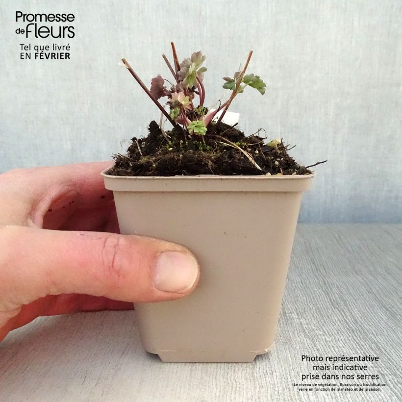 Spécimen de Ancolie Mrs M. Nicholls - Aquilegia (x) hybrida Godet de 8/9 cm tel que livré en hiver