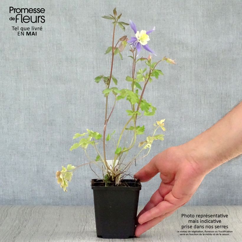 Amostra de Aquilégia Mrs M. Nicholls Vaso de 8/9 cm tal como entregue na primavera