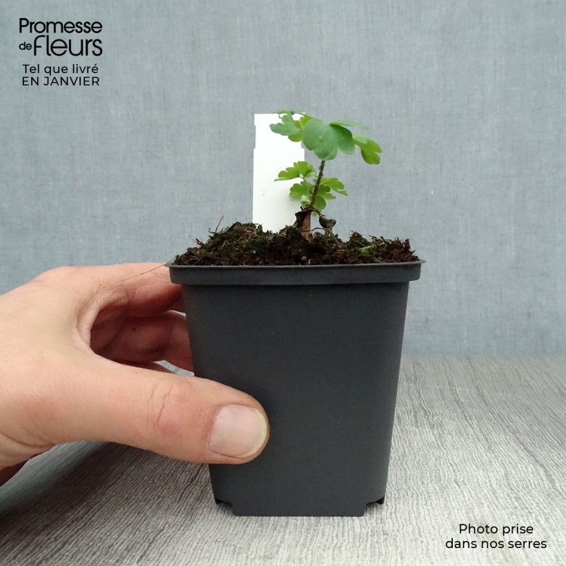 Spécimen de Ancolie William Guiness - Aquilegia vulgaris William Guiness Godet de 8/9 cm tel que livré en hiver