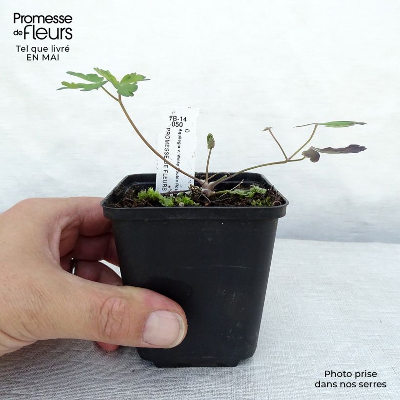 Spécimen de Ancolie Winky Double Rose White - Aquilegia vulgaris Godet de 8/9 cm tel que livré au printemps