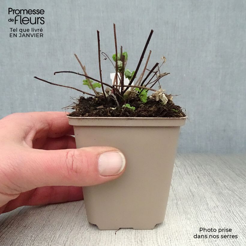 Spécimen de Ancolie Winky Double Rose White - Aquilegia vulgaris Godet de 8/9 cm tel que livré en hiver