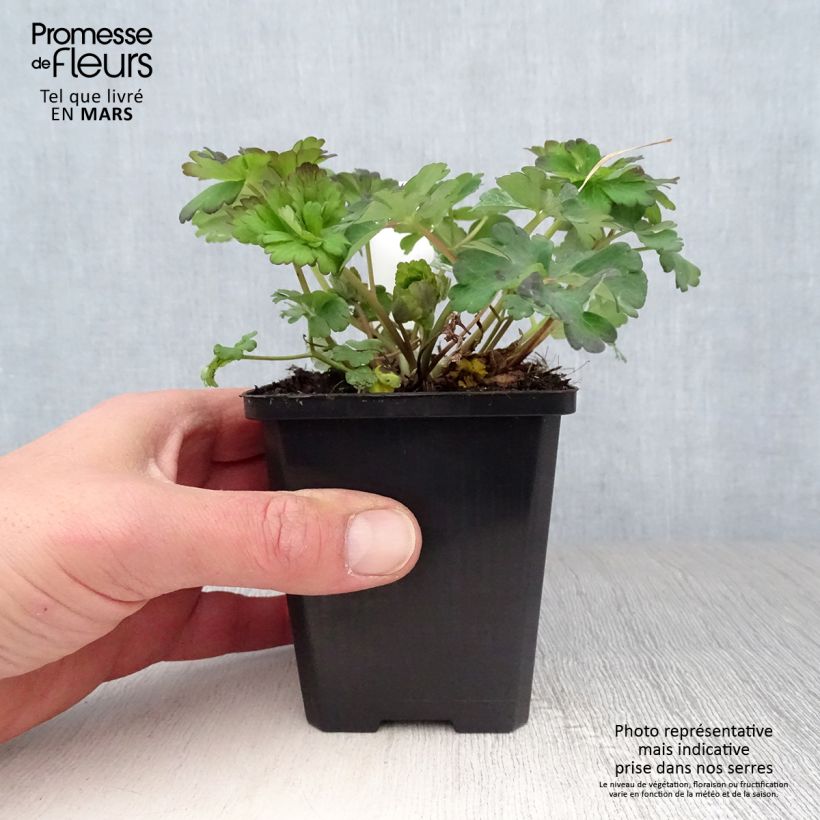 Spécimen de Ancolie blanche, Aquilegia caerulea Snow queen Godet de 8/9 cm tel que livré au printemps