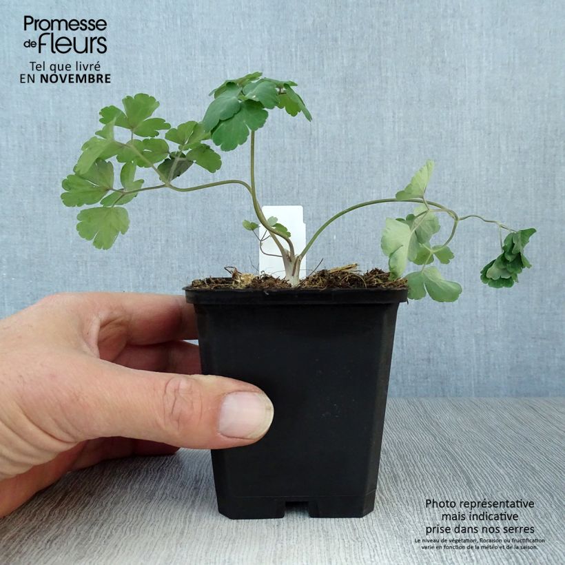 Spécimen de Ancolie des Alpes (bleu vif) - Aquilegia alpina Godet de 8/9 cm tel que livré en automne