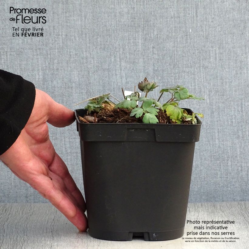 Spécimen de Ancolie des Alpes (bleu vif) - Aquilegia alpina Pot de 2L/3L tel que livré en hiver