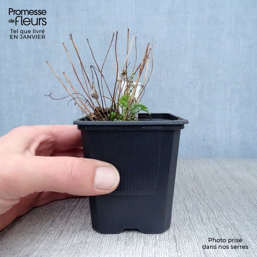 Spécimen de Ancolie du Canada, Aquilegia canadensis Godet de 8/9 cm tel que livré en hiver