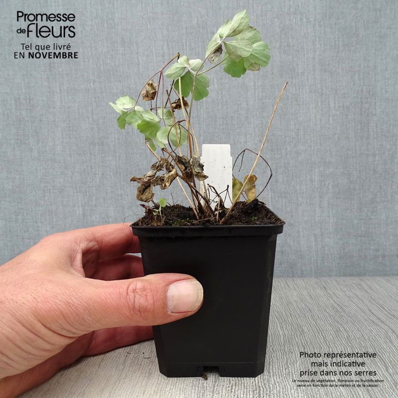 Spécimen de Ancolie hybride Black Barlow - Aquilegia Black Barlow Godet de 8/9 cm tel que livré en automne