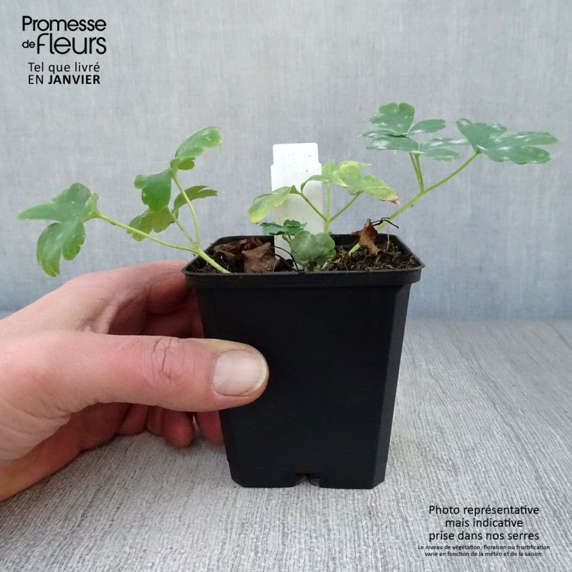 Spécimen de Ancolie hybride Nora Barlow - Aquilegia Nora Barlow Godet de 8/9 cm tel que livré en hiver