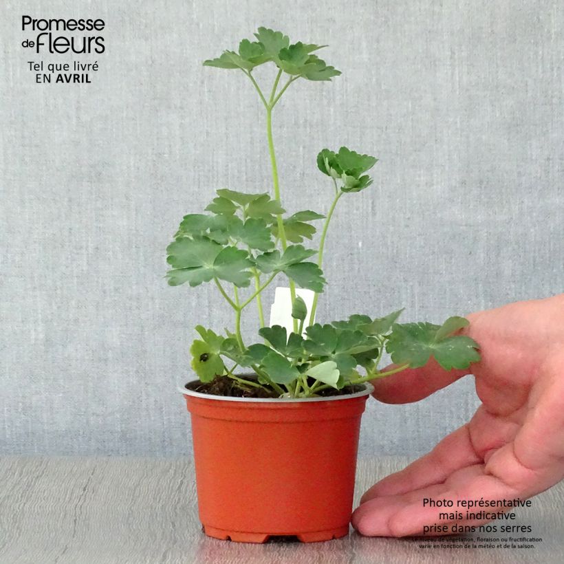 Spécimen de Ancolie hybride Nora Barlow - Aquilegia Nora Barlow Godet de 8/9 cm tel que livré au printemps