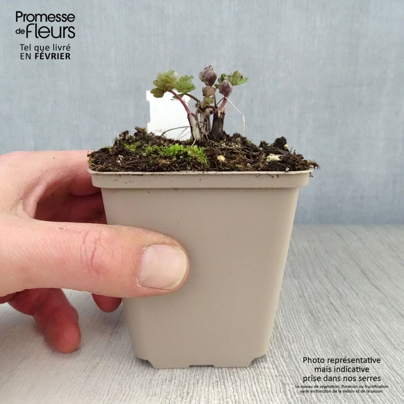 Spécimen de Ancolie hybride Rose Barlow - Aquilegia Godet de 8/9 cm tel que livré en hiver