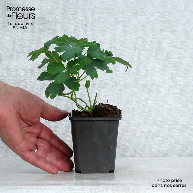 Spécimen de Ancolie hybride White Barlow Godet de 8/9 cm tel que livré au printemps