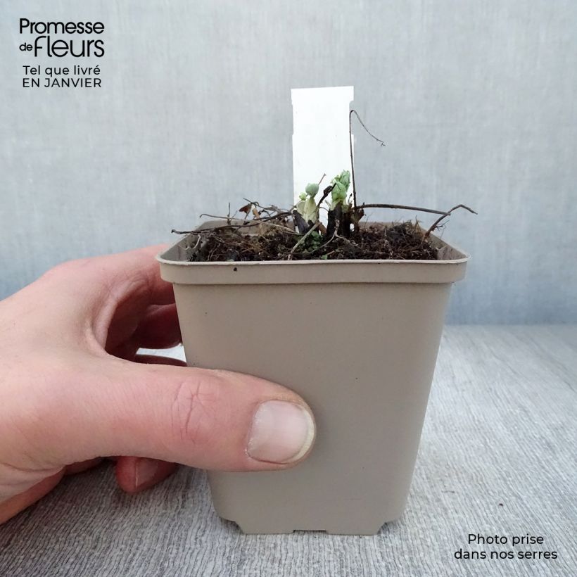 Spécimen de Ancolie hybride White Barlow Godet de 8/9 cm tel que livré en hiver