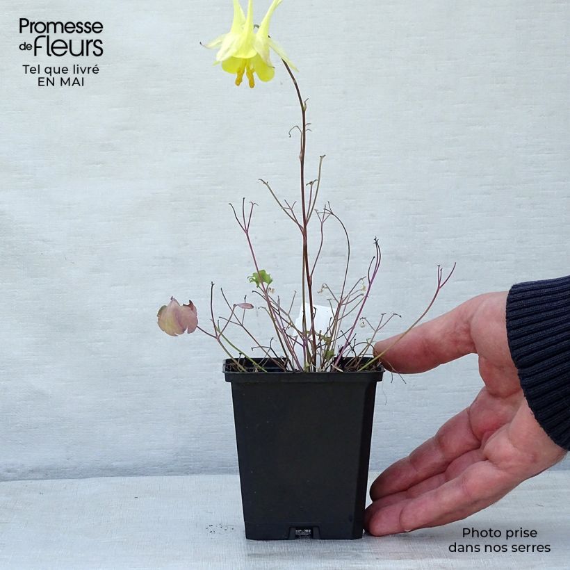 Spécimen de Ancolie jaune - Aquilegia chrysantha Yellow Queen Godet de 8/9 cm tel que livré au printemps