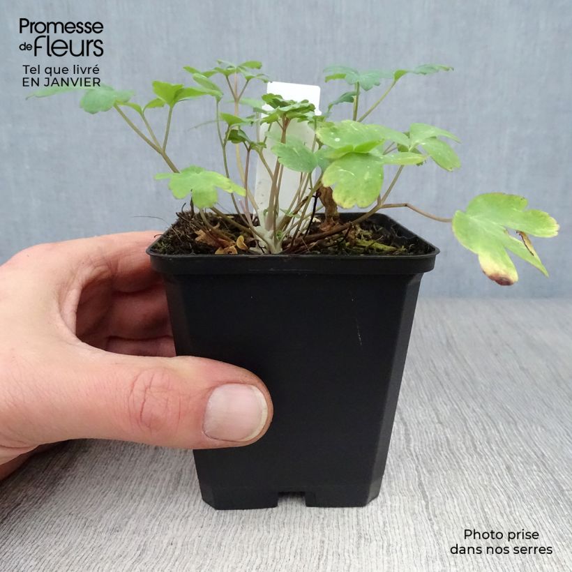 Spécimen de Ancolie jaune - Aquilegia chrysantha Yellow Queen Godet de 8/9 cm tel que livré en hiver