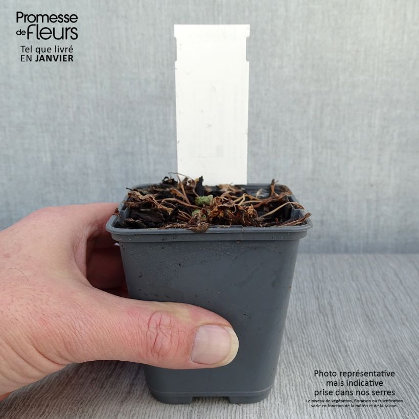 Spécimen de Ancolie naine - Aquilegia flabellata Cameo Blue and White Godet de 8/9 cm tel que livré en hiver