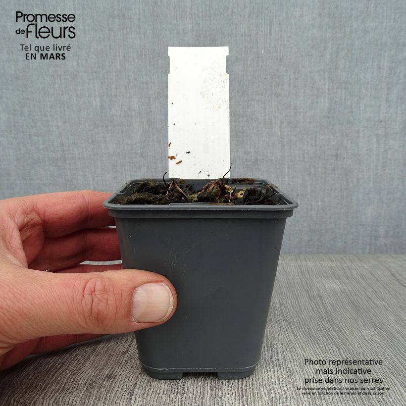 Spécimen de Ancolie naine - Aquilegia flabellata Cameo White Godet de 8/9 cm tel que livré en hiver