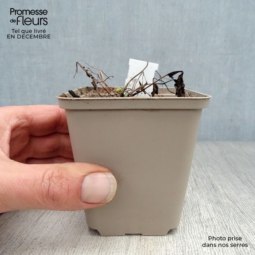 Spécimen de Ancolie naine - Aquilegia flabellata Ministar Godet de 8/9 cm tel que livré en hiver