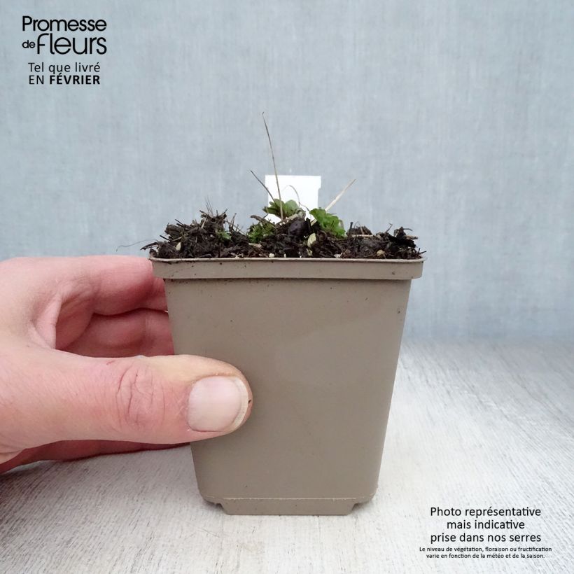 Spécimen de Ancolie vulgaris Ruby Port Godet de 8/9 cm tel que livré en hiver