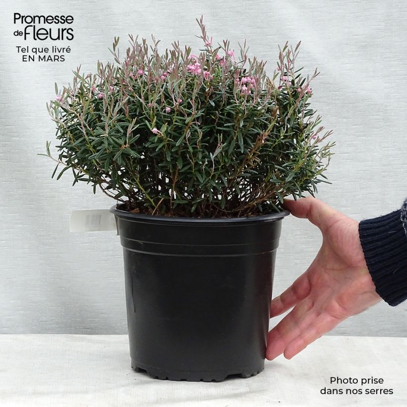 Spécimen de Andromède à feuilles de Podium - Andromeda polifolia Blue Lagoon Pot de 2L/3L tel que livré au printemps