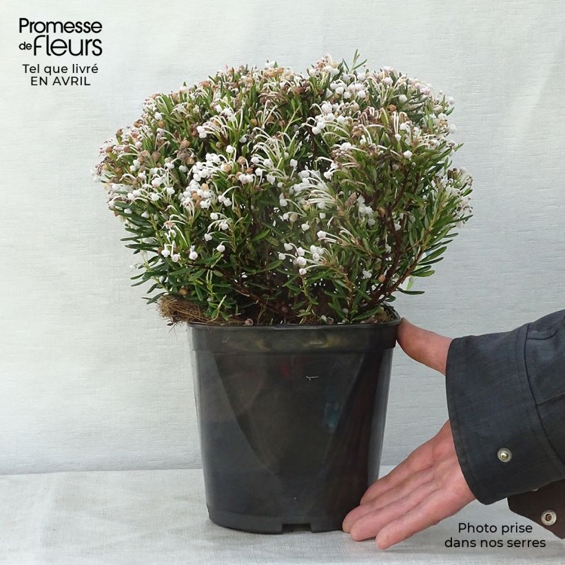 Spécimen de Andromède à feuilles de Podium - Andromeda polifolia Compacta Pot de 2L/3L tel que livré au printemps