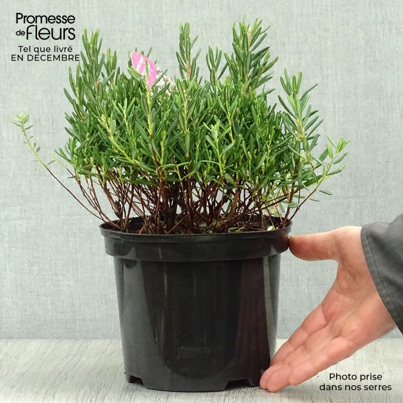 Spécimen de Andromède à feuilles de Podium - Andromeda polifolia Compacta Pot de 2L/3L tel que livré en hiver