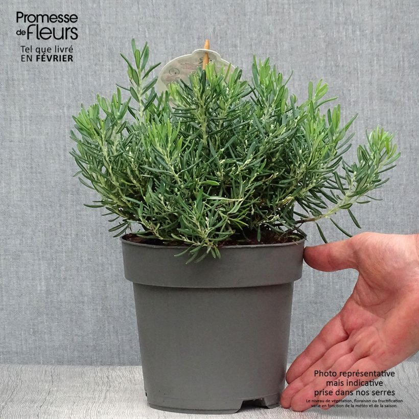Spécimen de Andromède à feuilles de Podium - Andromeda polifolia Compacta Pot de 2L/3L tel que livré en automne