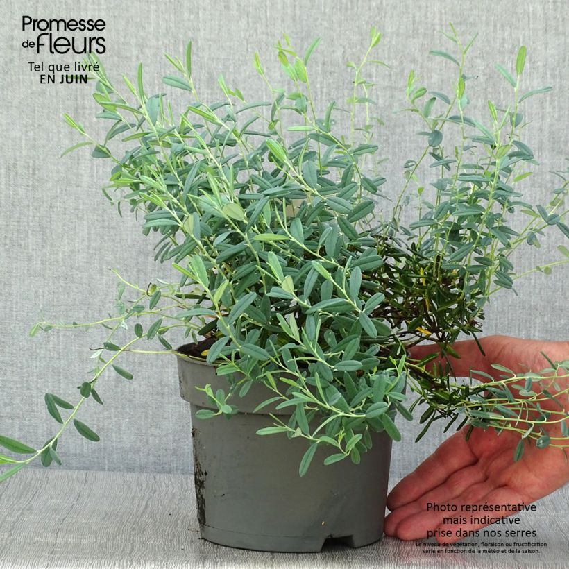 Spécimen de Andromède à feuilles de Polium - Andromeda polifolia Blue Ice Pot de 2L/3L tel que livré en été
