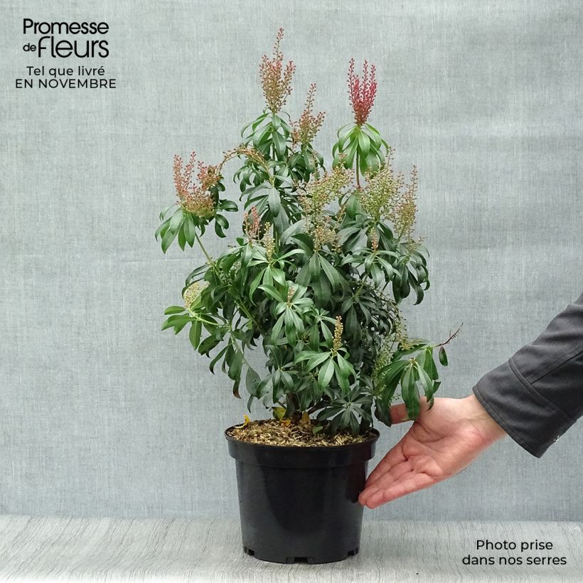 Spécimen de Andromède du Japon - Pieris Bonfire Pot de 3L/4L tel que livré en automne