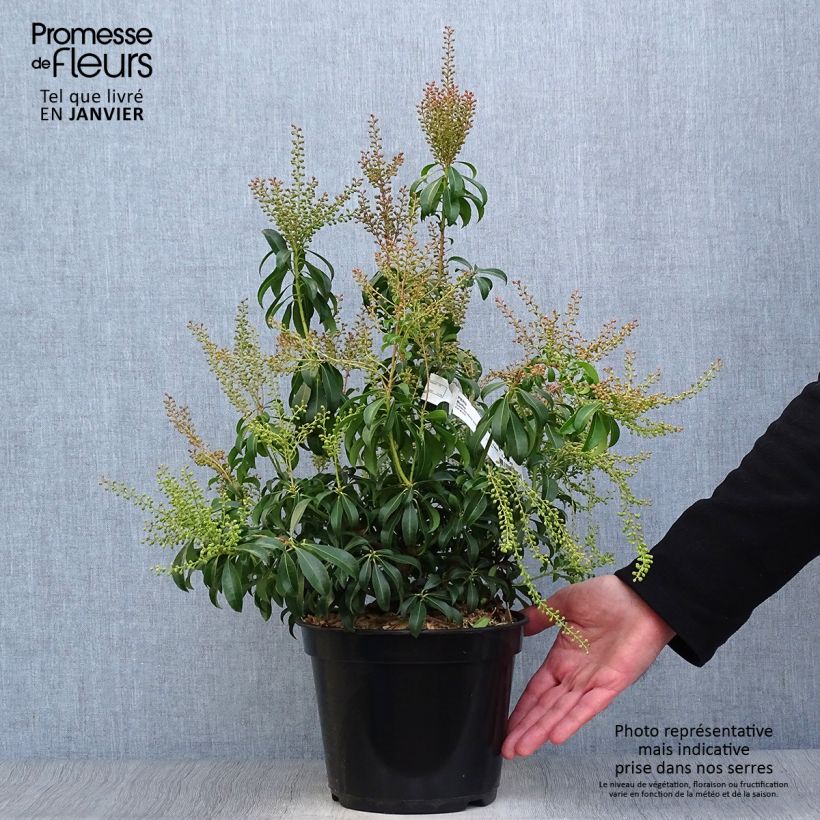 Spécimen de Andromède du Japon - Pieris Bonfire Pot de 3L/4L tel que livré en hiver